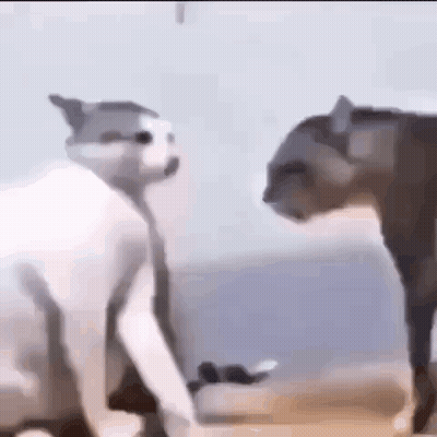 Two Cats Standing On A Beach GIF