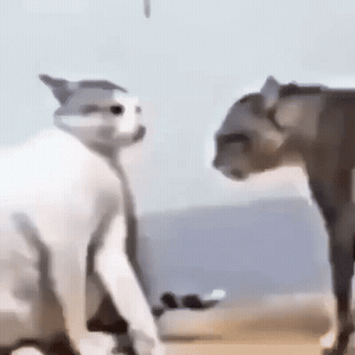 Two Cats Standing On Beach GIF