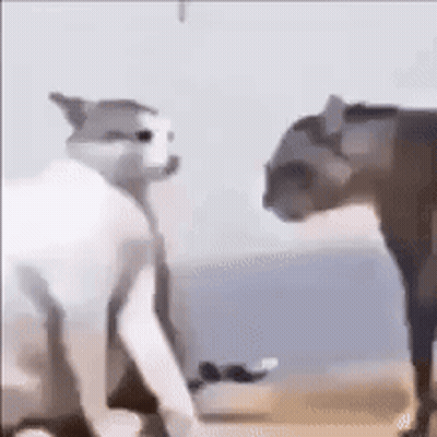 Two Cats Standing On Beach GIF