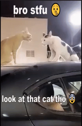 Two Cats Standing On Car Saying Bro Stfu Look At That Cat Tho GIF