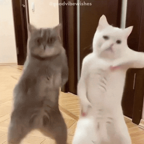 Two Cats Standing On Hind Legs Goodvibewishes GIF