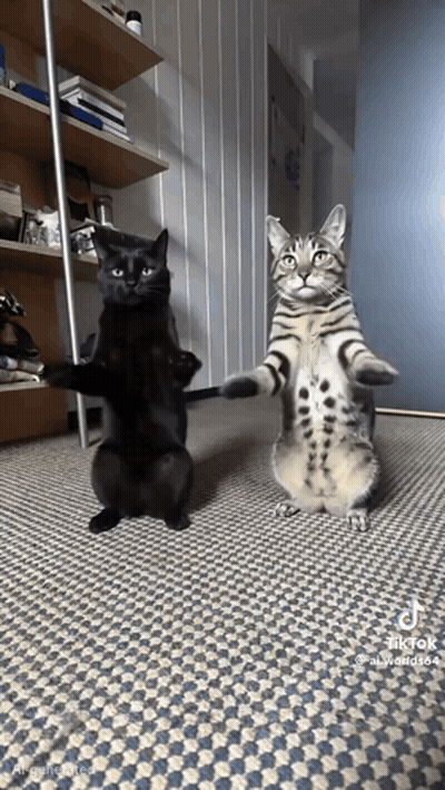 Two Cats Standing On Hind Legs On Checkered Rug GIF
