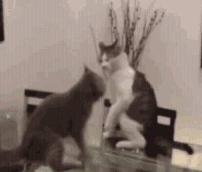 Two Cats Standing On Table GIF