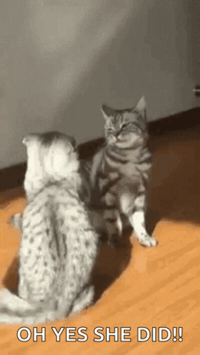 Two Cats Standing On Wooden Floor One Saying Oh Yes She Did GIF