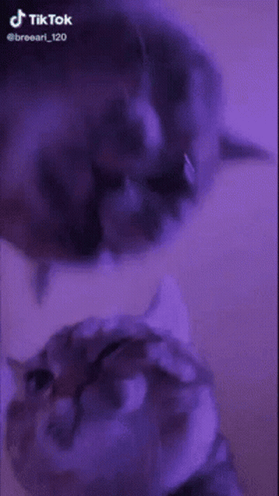 Two Cats Standing On Yellow Background GIF