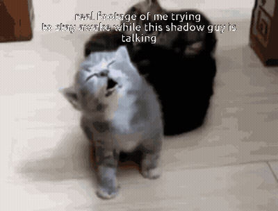 Two Cats Standing Real Footage Of Me Trying GIF