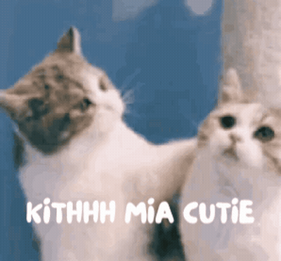Two Cats Standing Together Kithhhh Mia Cutie GIF