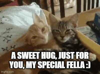 Two Cats Sweet Hug For My Special Fella GIF