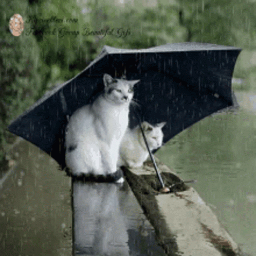 Two Cats Under An Umbrella In The Rain GIF