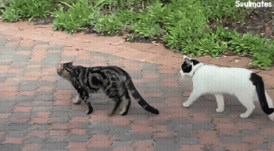 Two Cats Walking On Brick Sidewalk Saying Soulmates GIF