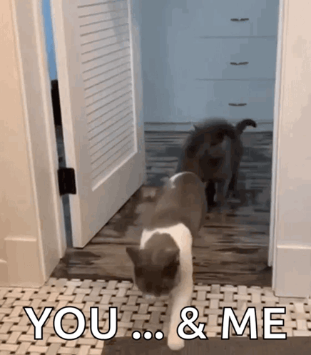 Two Cats Walking Saying You And Me GIF