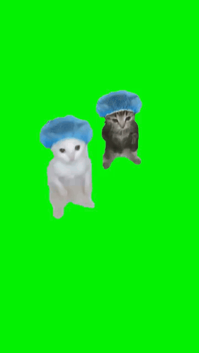 Two Cats Wearing Blue Hats Are Standing Next To Each Other On A Green Background . GIF