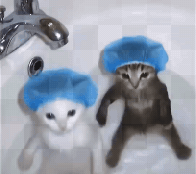 Two Cats Wearing Blue Shower Caps Are Taking A Bath In A Bathroom Sink . GIF