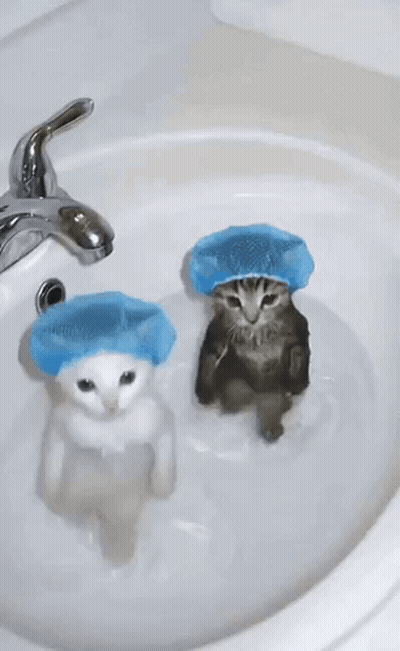 Two Cats Wearing Blue Shower Caps Are Taking A Bath In A Sink . GIF