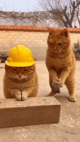 Two Cats Wearing Hard Hats GIF