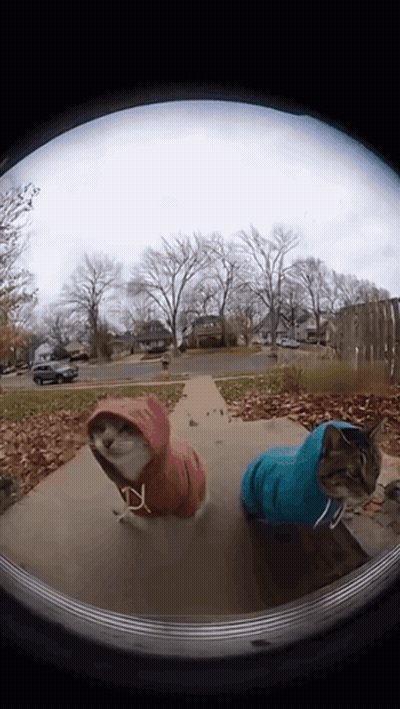 Two Cats Wearing Hoodies Looking Out Door GIF