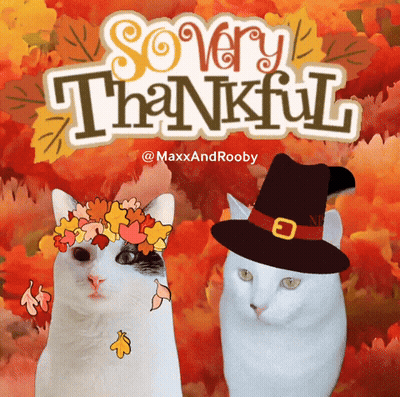 Two Cats Wearing Pilgrim Hats And Leaves On Their Heads With The Words So Very Thankful Above Them GIF