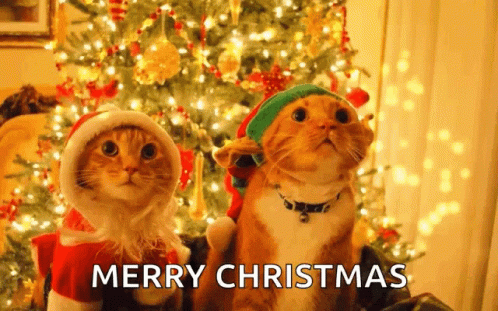 Two Cats Wearing Santa Hats And Elf Hats Are Sitting In Front Of A Christmas Tree And Wishing Merry Christmas . GIF