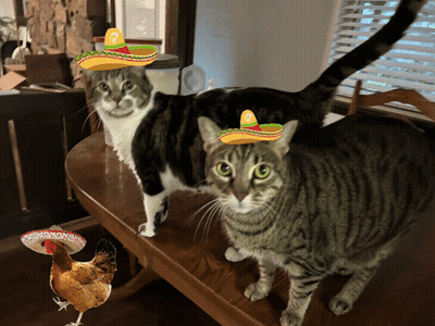Two Cats Wearing Sombrero Hats Are Standing Next To A Chicken GIF