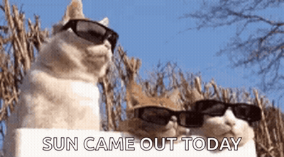 Two Cats Wearing Sunglasses GIF