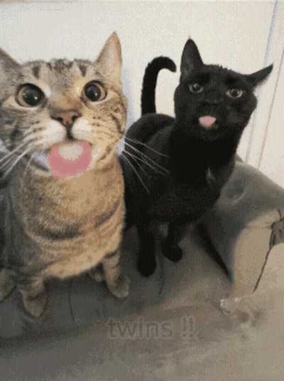 Two Cats With Twins Text GIF