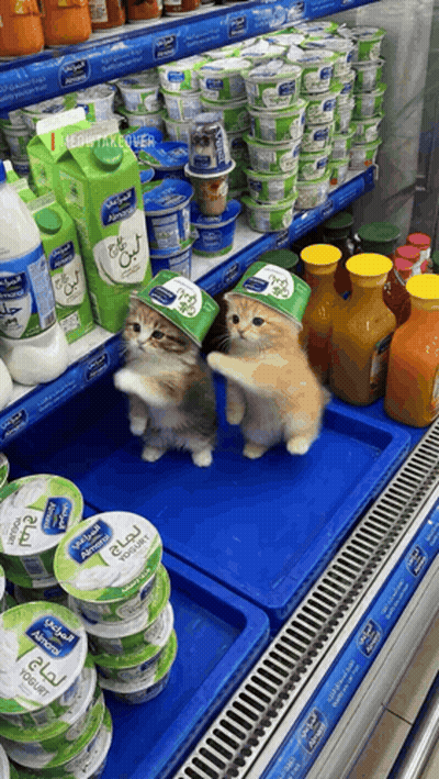 Two Cats With Yogurt Cups On Heads In Store GIF