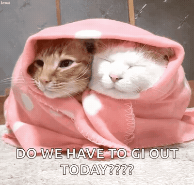 Two Cats Wrapped In A Pink Blanket With The Caption Do We Have To Go Out Today GIF