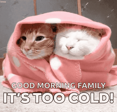 Two Cats Wrapped In A Pink Blanket With The Caption " Good Morning Family It 'S Too Cold ! " GIF