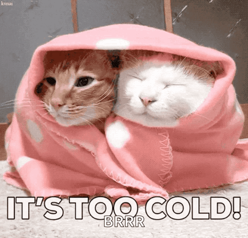 Two Cats Wrapped In Pink Blanket It's Too Cold GIF