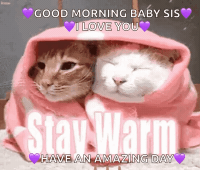 Two Cats Wrapped In A Pink Blanket With The Words `` Good Morning Baby Sis I Love You '' Written Above Them . GIF