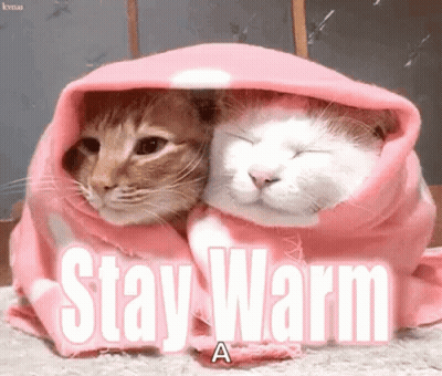 Two Cats Wrapped In A Pink Blanket With The Words Stay Warm A Below Them GIF