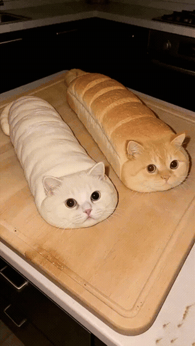 Two Cats Wrapped In Bread On Wooden Cutting Board GIF