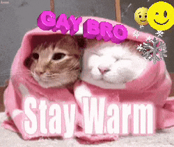 Two Cats Wrapped In Pink Blanket GIF