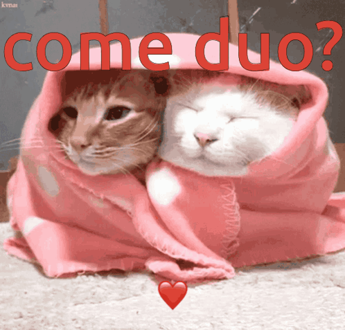 Two Cats Wrapped In Pink Blanket Come Duo GIF