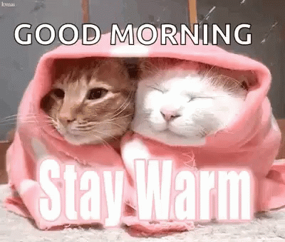 Two Cats Wrapped In Pink Blanket Good Morning Stay Warm GIF