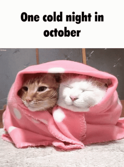 Two Cats Wrapped In Pink Blanket One Cold Night In October GIF