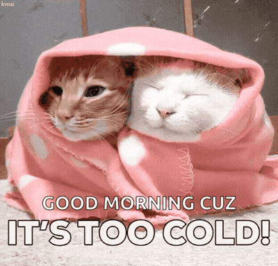 Two Cats Wrapped In Pink Blanket Saying Good Morning It's Too Cold GIF