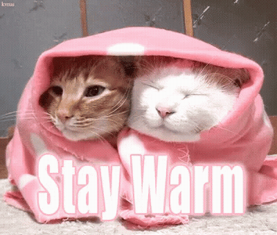 Two Cats Wrapped In Pink Blanket Saying Stay Warm GIF