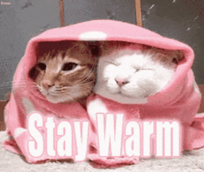 Two Cats Wrapped In Pink Blanket Stay Warm GIF
