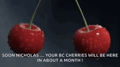 Two Cherries Falling Into Water Saying Soon Nicholas GIF