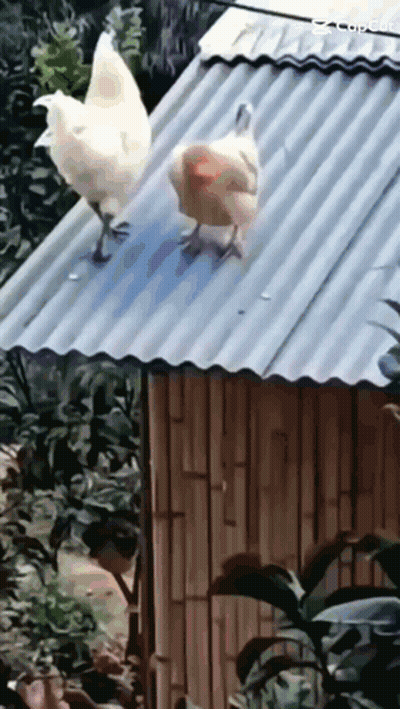 Two Chickens On Metal Roof Beside Bamboo Hut GIF