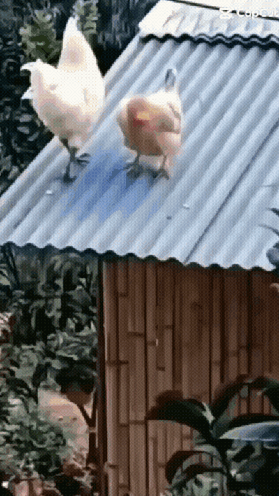 Two Chickens Standing On Roof Next To Bamboo Hut GIF