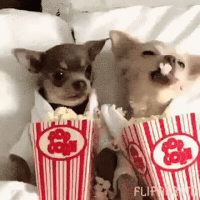 Two Chihuahuas Eating Popcorn On Bed GIF