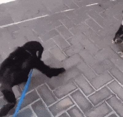 Two Chimpanzees Are Walking On A Leash On The Sidewalk . GIF
