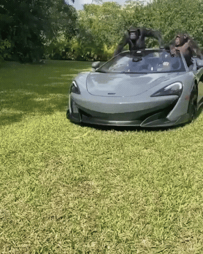 Two Chimpanzees In Gray Sports Car In Grass GIF
