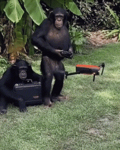 Two Chimpanzees Standing Beside Briefcase And Remote GIF