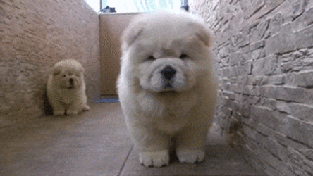 Two Chow Dog Breed GIF