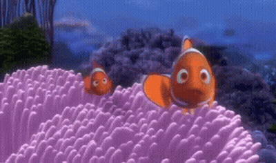 Two Clown Fish Near Pink Coral GIF