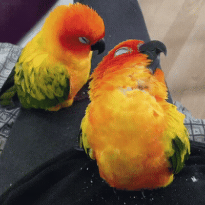 Two Colorful Birds Sitting Together GIF