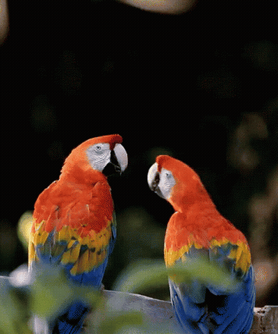 Two Colorful Parrots Are Looking At Each Other On A Branch GIF